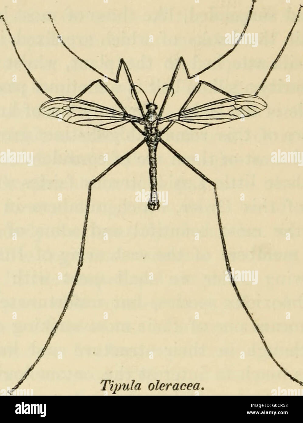 "Elements Of Entomology: An Outline Of The Natural History And ...