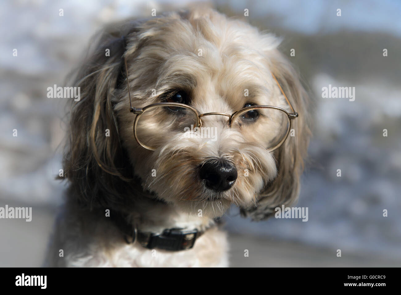 Smart Dog Stock Photo