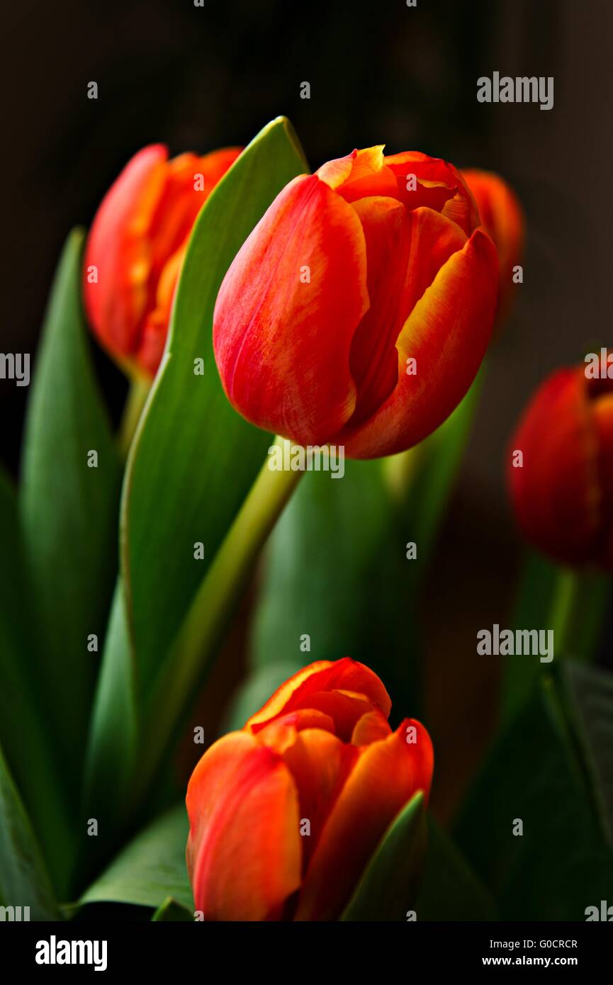 Tulip splendor hi-res stock photography and images - Alamy