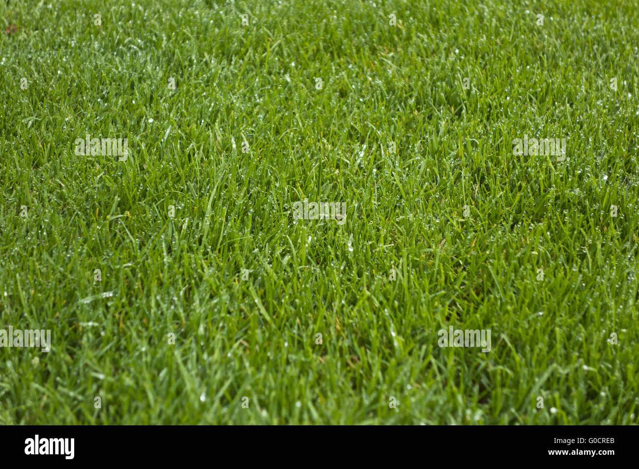 Wet grass plant hi-res stock photography and images - Alamy