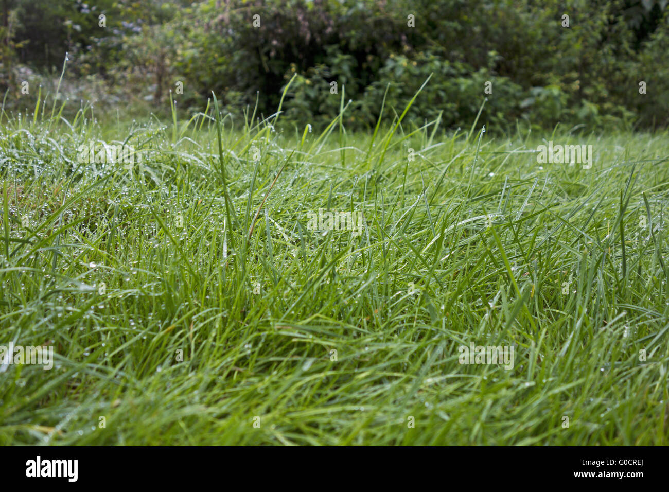 Wet grass gras hi-res stock photography and images - Alamy