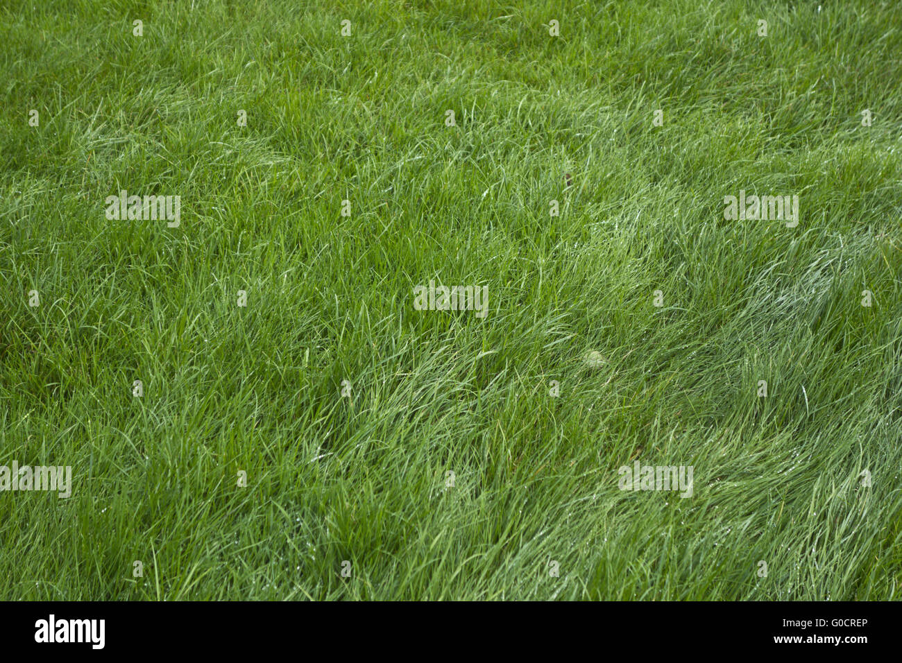 Wet grass gras hi-res stock photography and images - Alamy