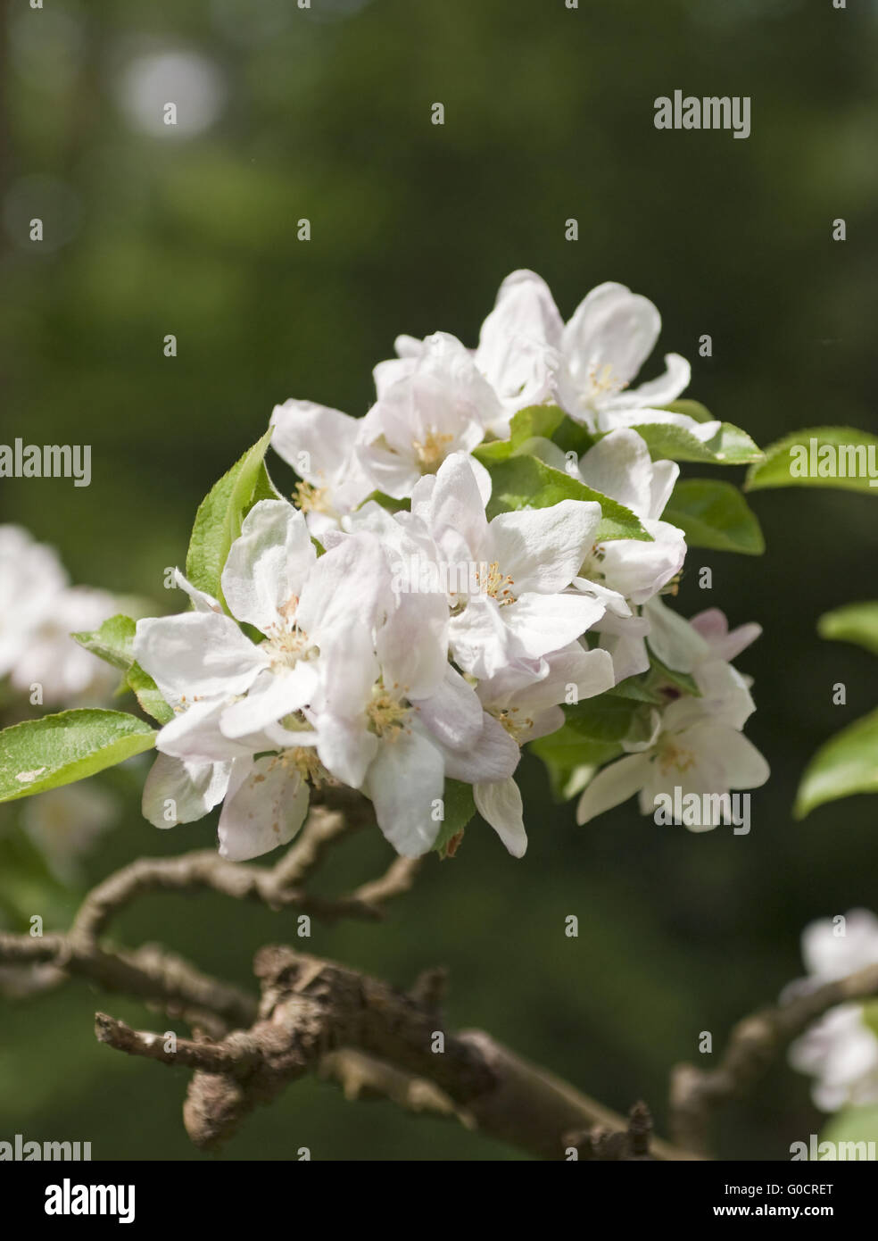 Apple plants hires stock photography and