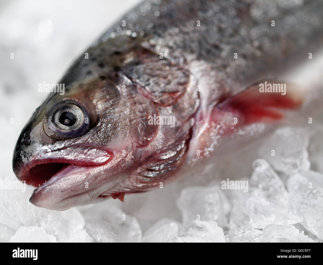 The frozen trout Stock Photo Alamy