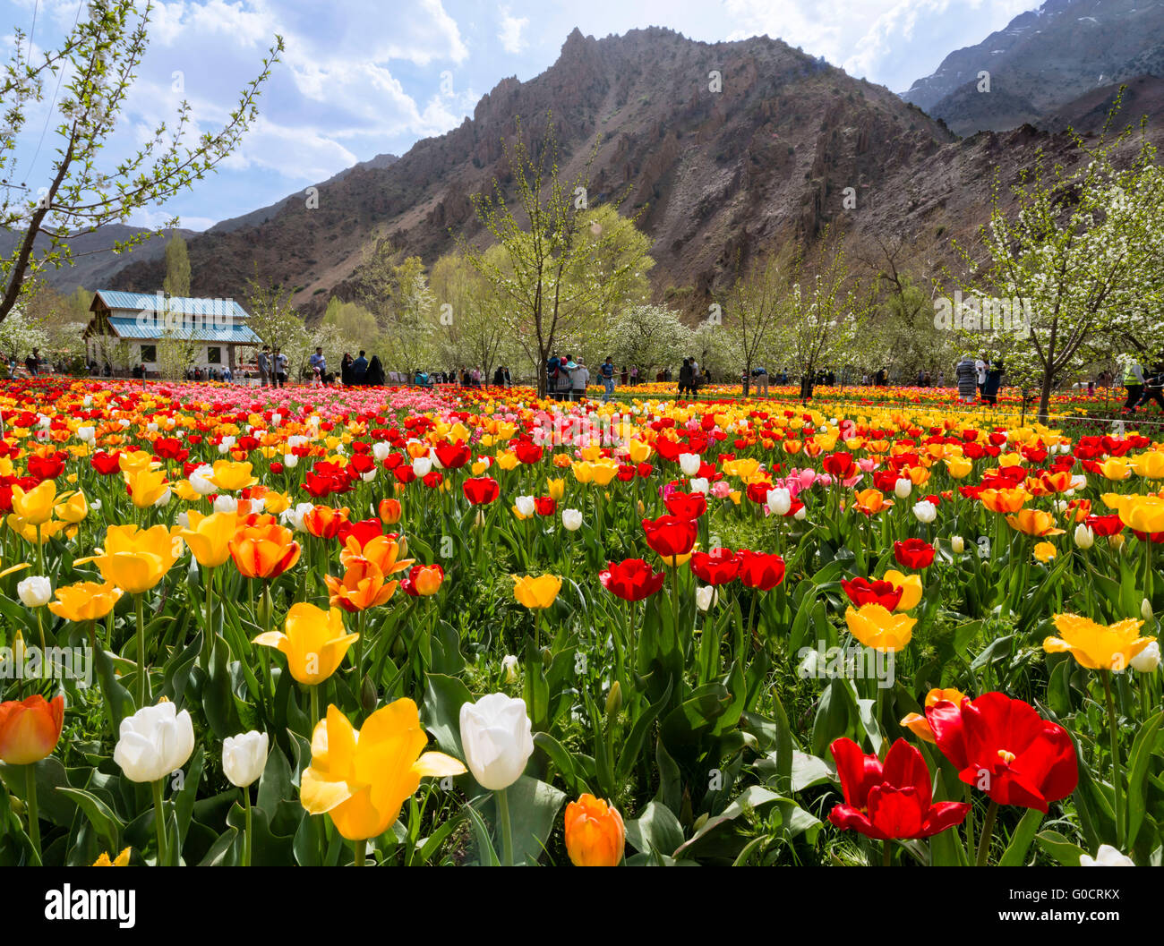 Tulips Festival in Gachsar Tulip Garden. Stock Photo