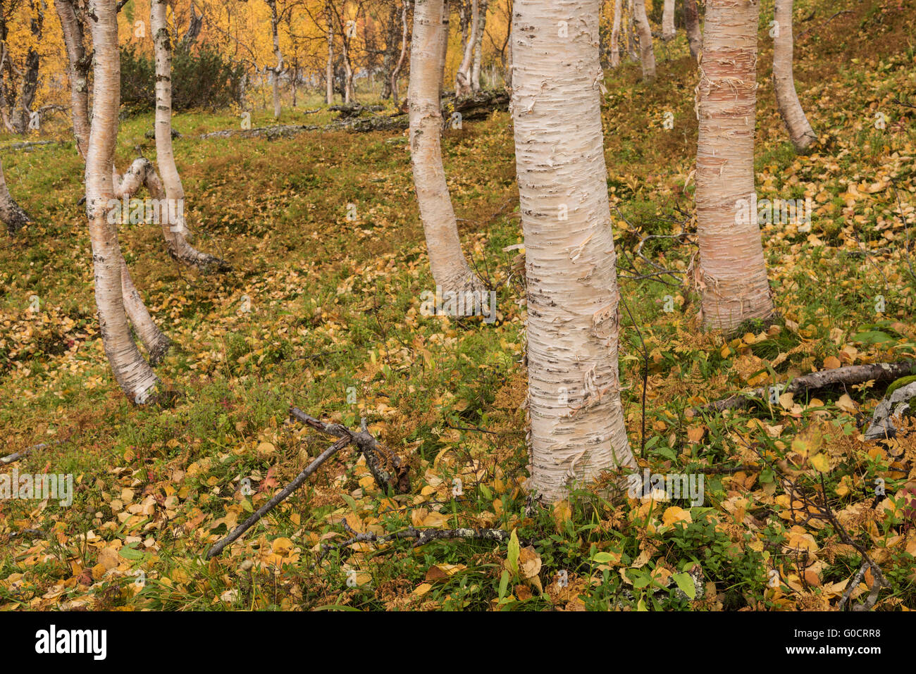 Bright colors of autumn birch forest in Vindelfjällen nature reserve, Kungsleden trail, Lapland, Sweden Stock Photo