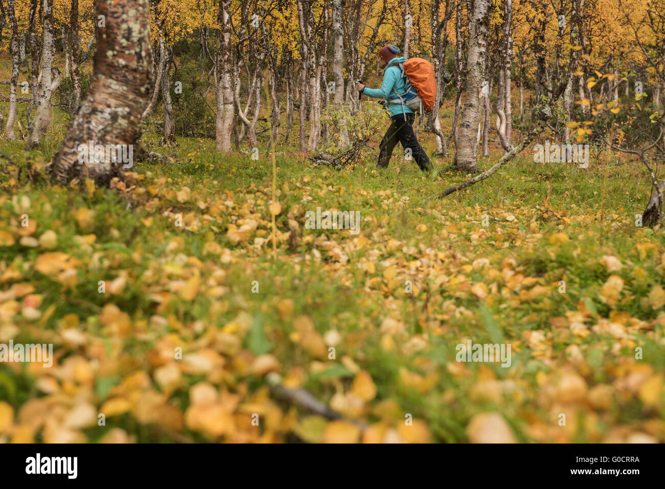 Female hiker hiking through autumn landscape near Tärnasjös hut, Kungsleden trail, Lapland, Sweden Stock Photo