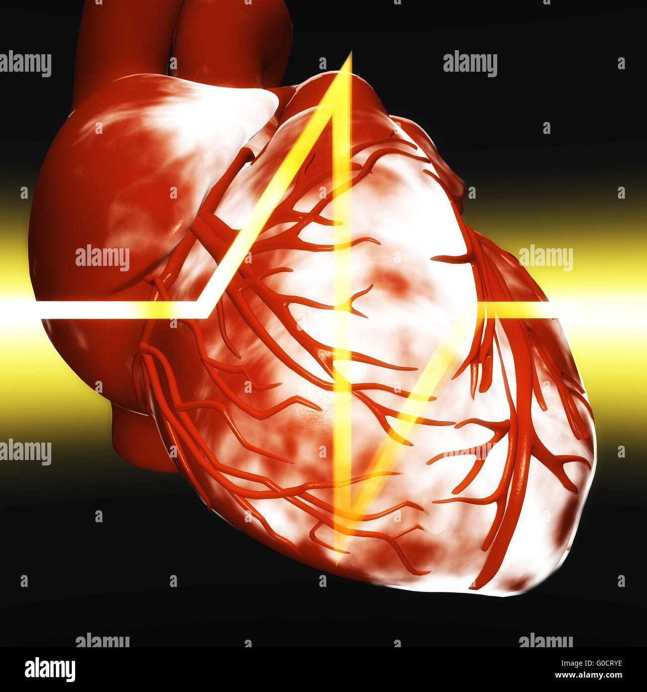 Human Heart Stock Photo