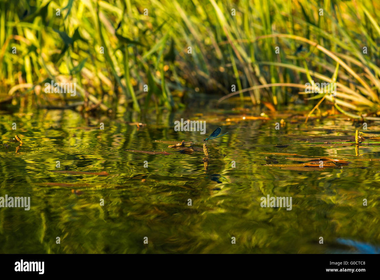 the blue dragonfly sits on a branch in the river Stock Photo - Alamy
