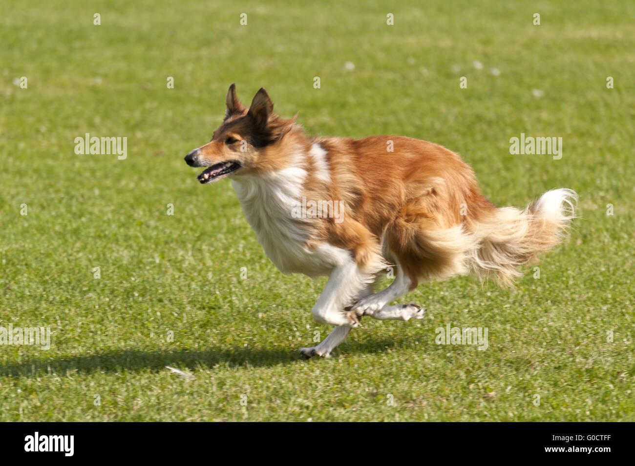 Pets racing hi-res stock photography and images - Alamy