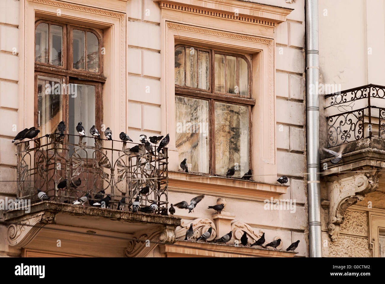old window and a balcony with pigeons. close-up Stock Photo