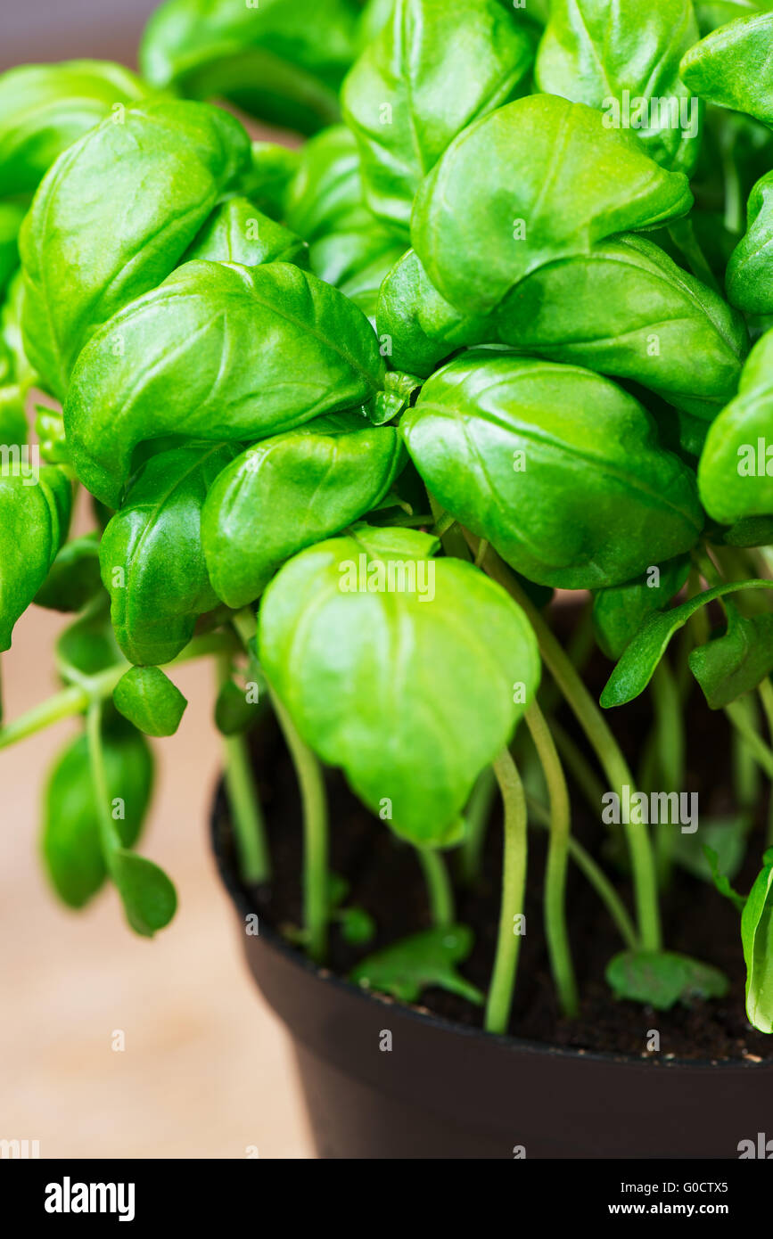 potted basil herb plant on wooden table close up Stock Photo