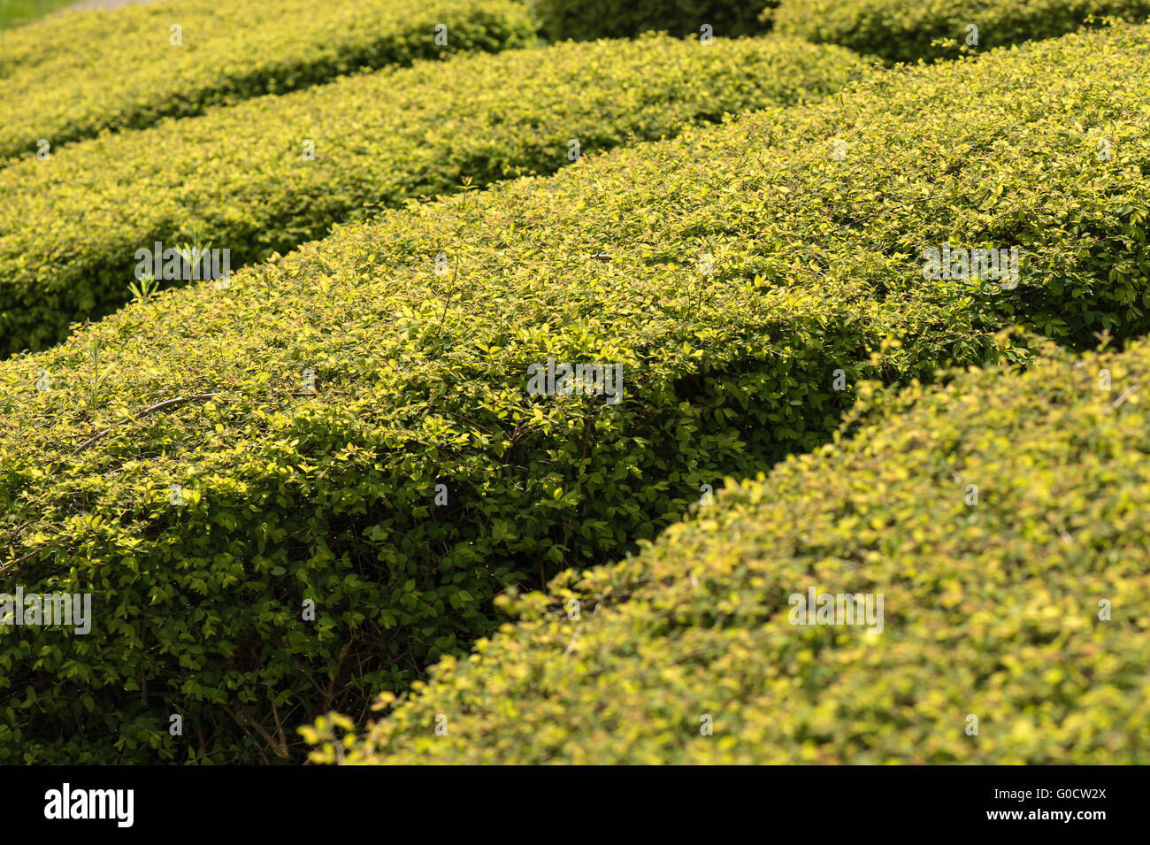 Trimmed and symmetrical Evergreen Garden Hedge Stock Photo