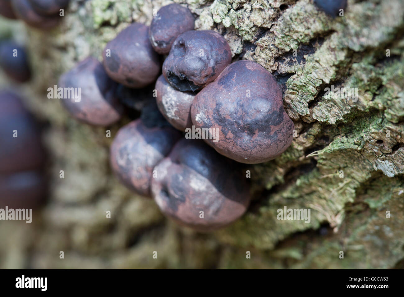 King Alfred's Cakes; Daldinia concentrica; on Wood; Cornwall; UK Stock Photo