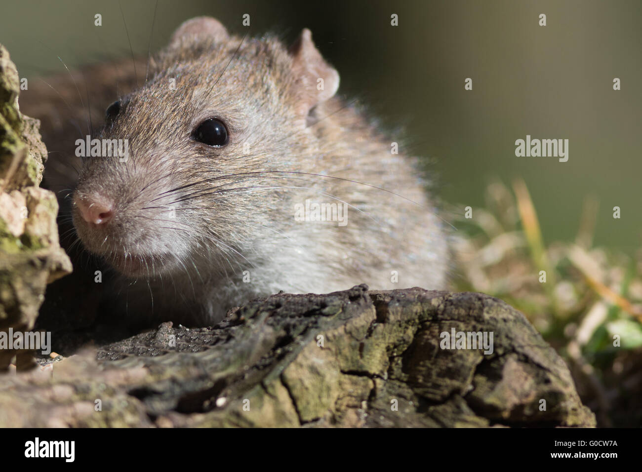 Rat foraging Stock Photo