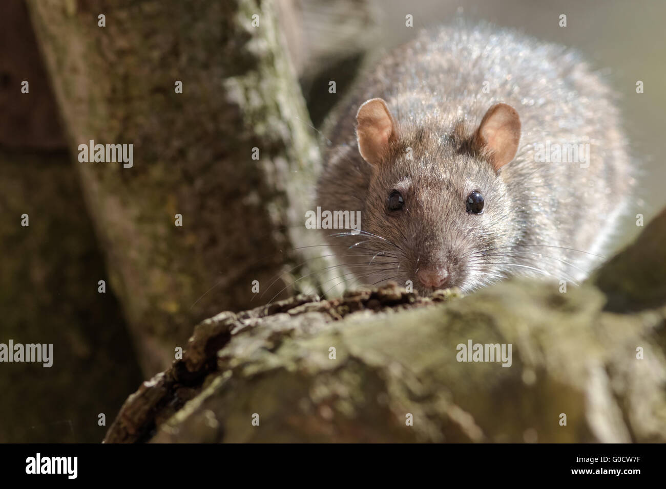 Rat foraging Stock Photo