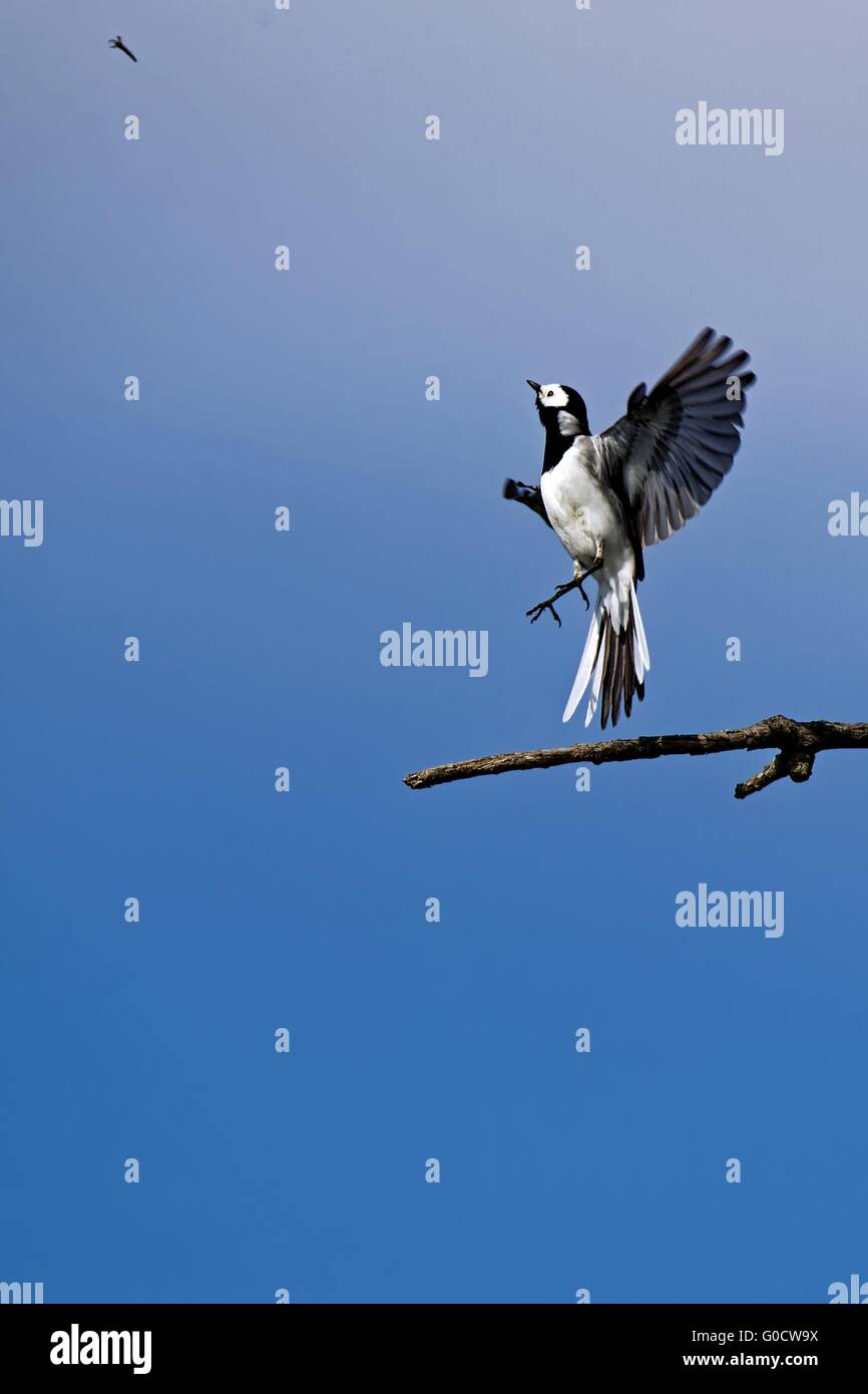 white wagtail Stock Photo