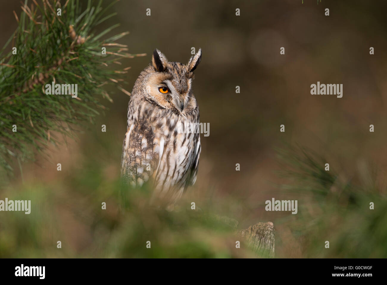 Long Eared Owl; Asio otus Single in Pine Tree Cornwall; UK Stock Photo
