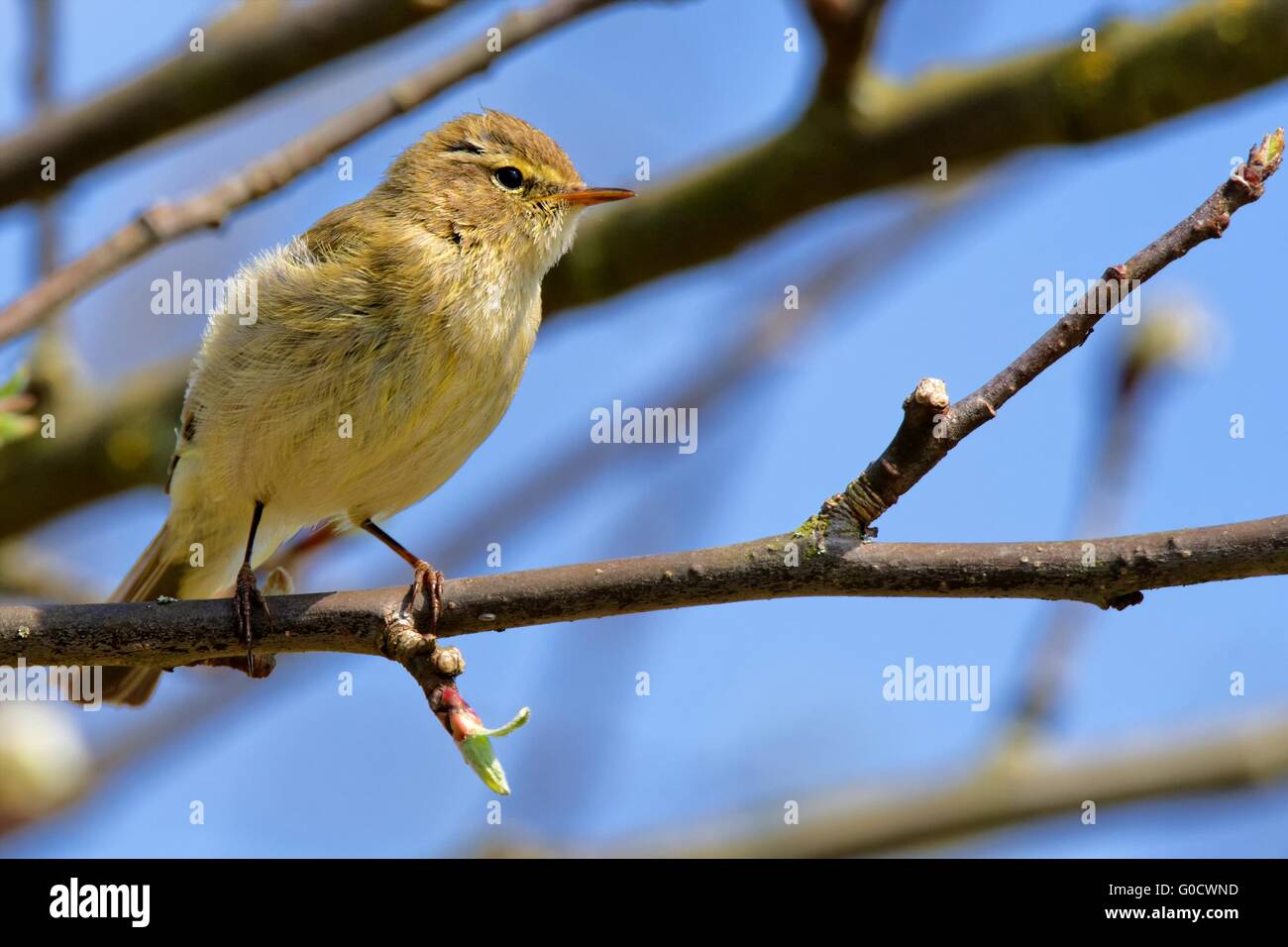 chiffchaff in a tree Stock Photo