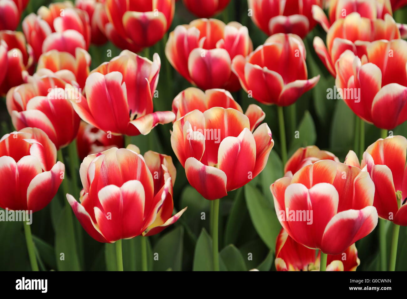 Red white Tulips Stock Photo Alamy