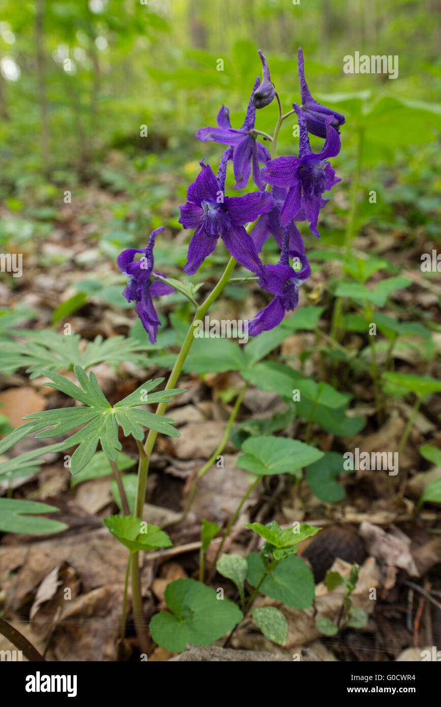 Wild Larkspur High Resolution Stock Photography and Images Alamy