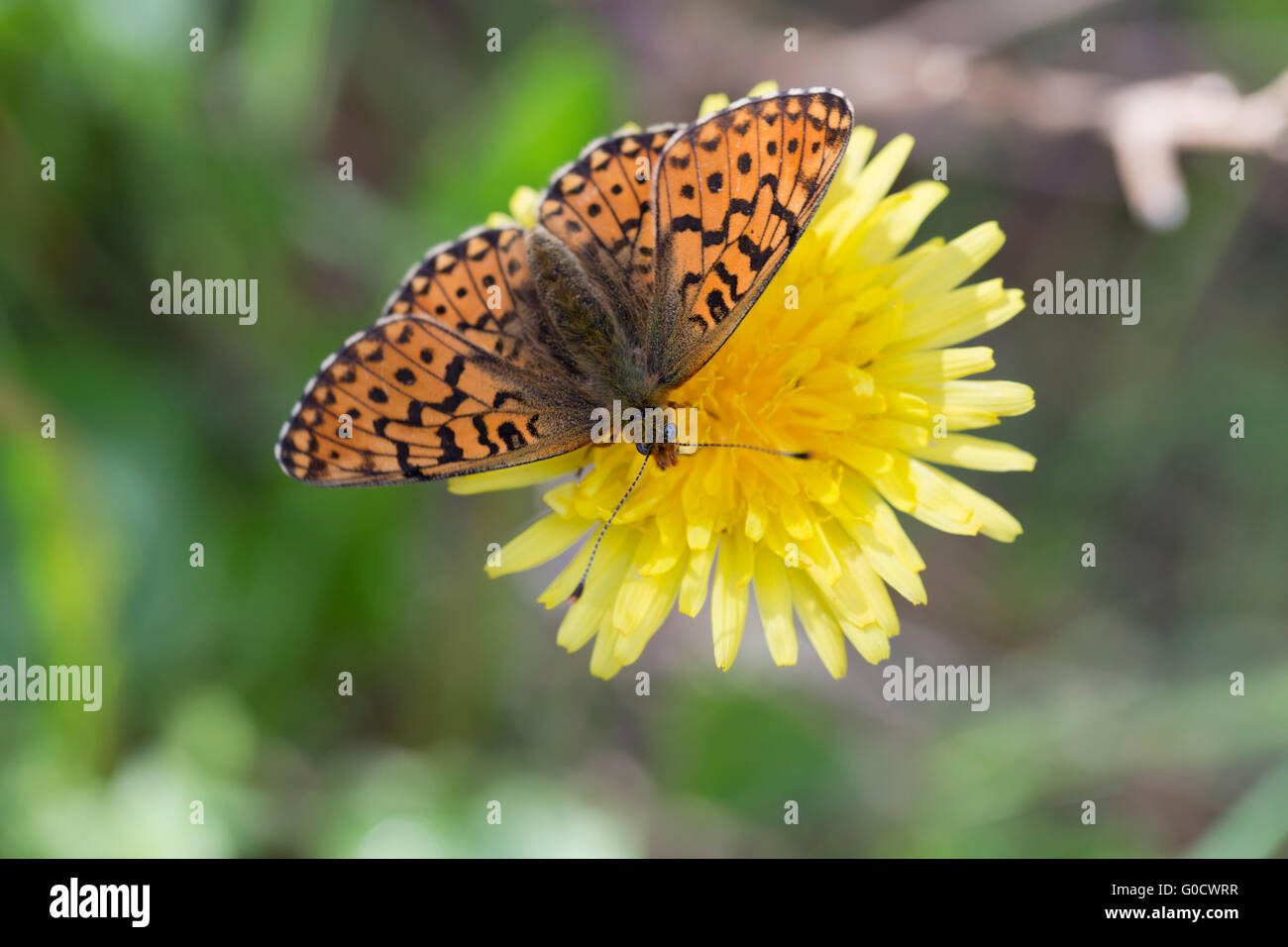 Pearl Bordered Fritillary Butterfly; Boloria euphrosyne Single on Flower Cornwall; UK Stock Photo