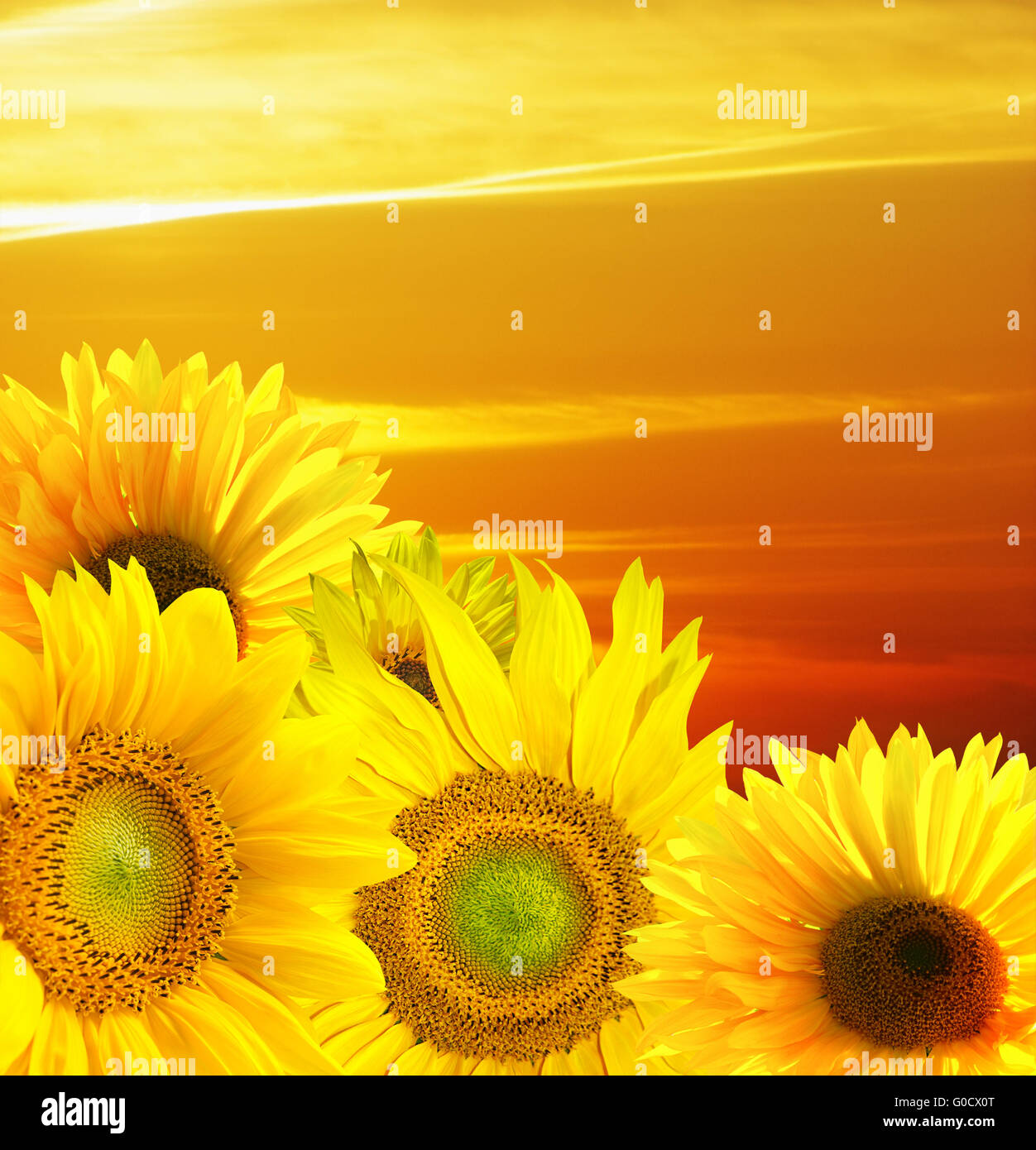 Sunset over the field of sunflowers Stock Photo - Alamy