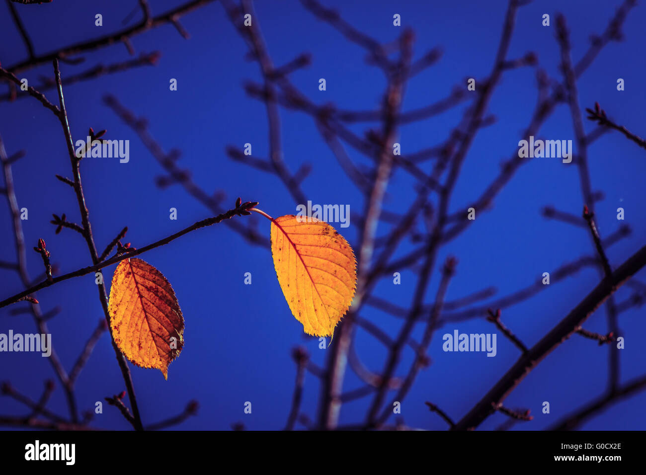 Leaves and seasons hi-res stock photography and images - Alamy