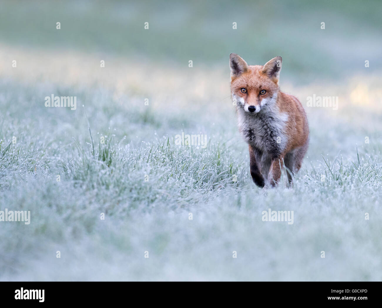 A wild Red dog fox (Vulpes vulpes) on a frosty early Spring morning in Warwickshire Stock Photo