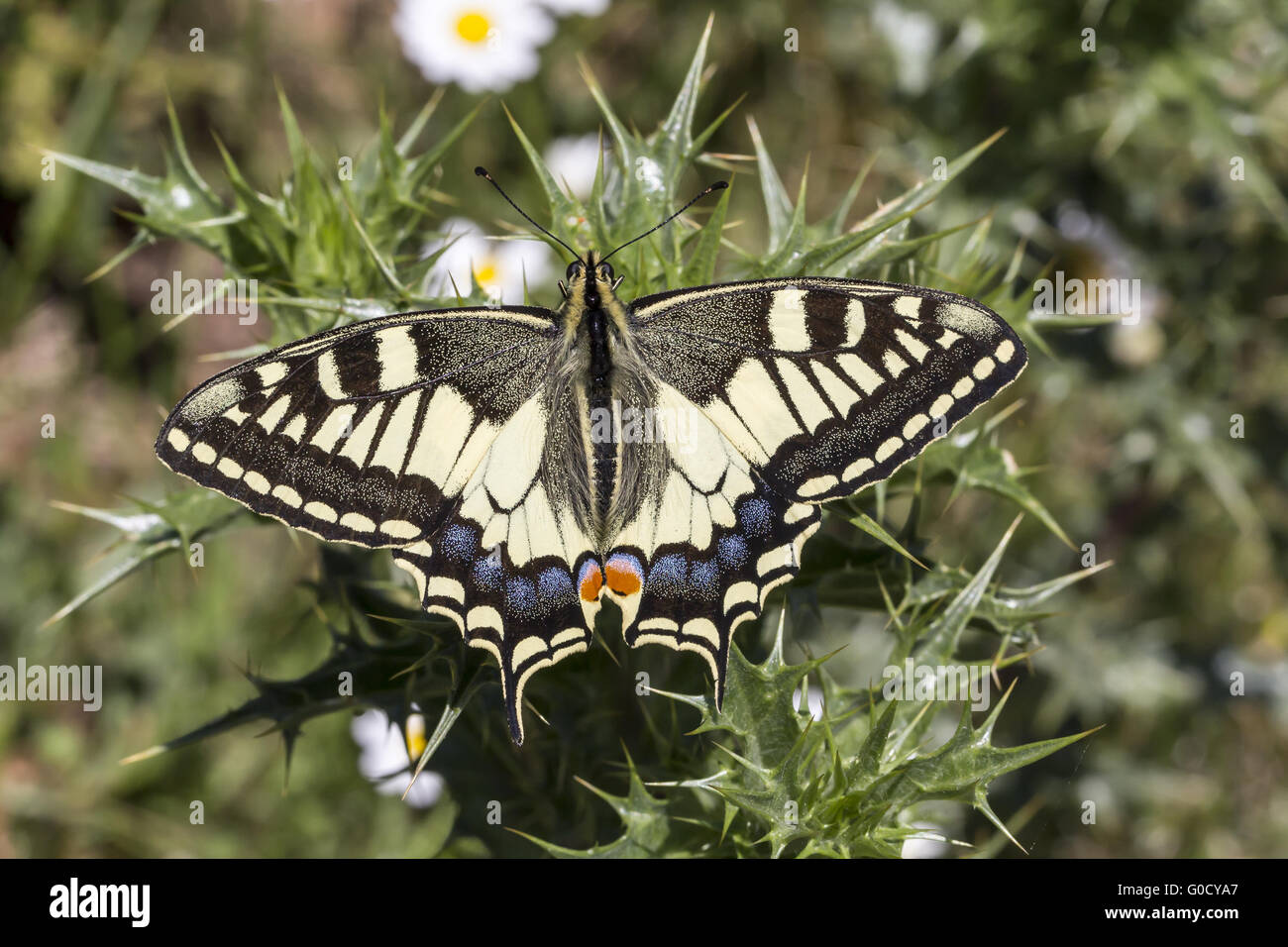 Papilio machaon, Swallowtail butterfly from Italy Stock Photo