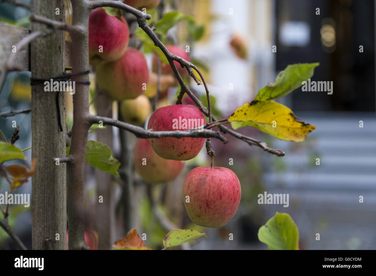 Red apples, variety Gravenstein hanging on the tre Stock Photo