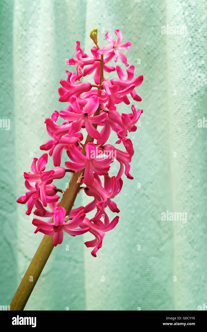 Blooming hyacinth on a light green background. Stock Photo
