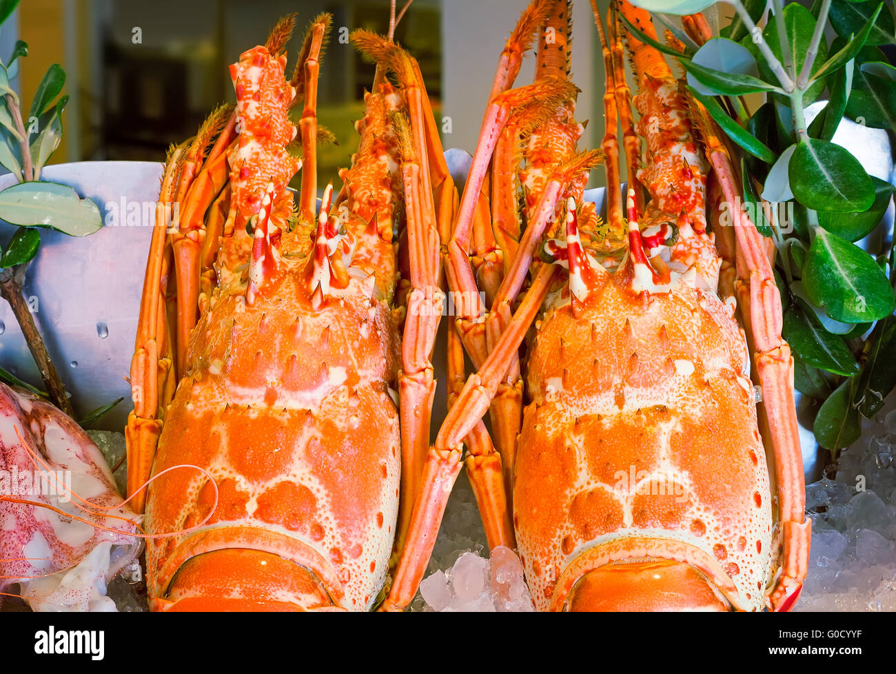 Marine crustaceans hires stock photography and images Alamy