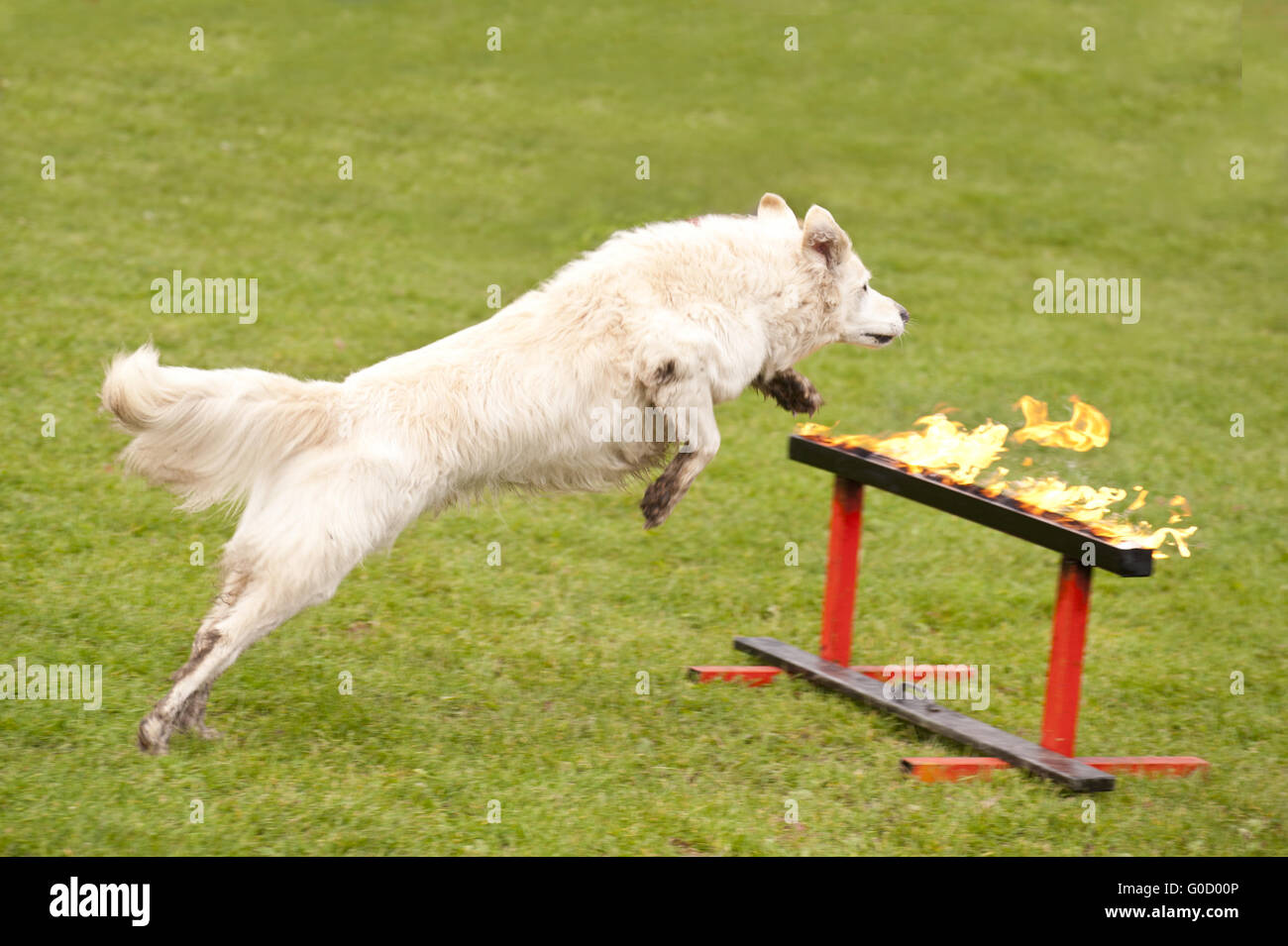 Training of a Rescue Dog Squadron Stock Photo Alamy