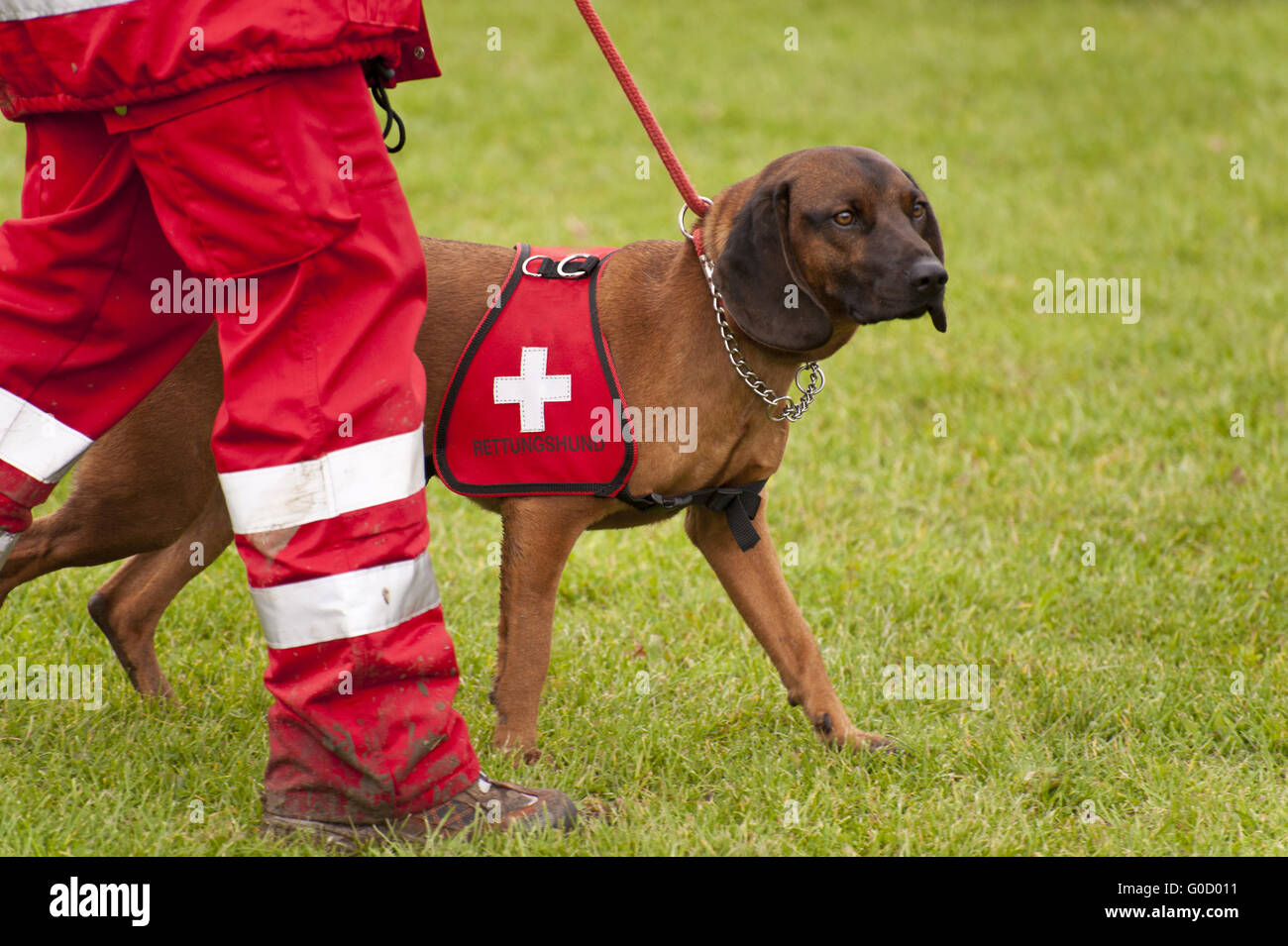 Training of a Rescue Dog Squadron Stock Photo Alamy