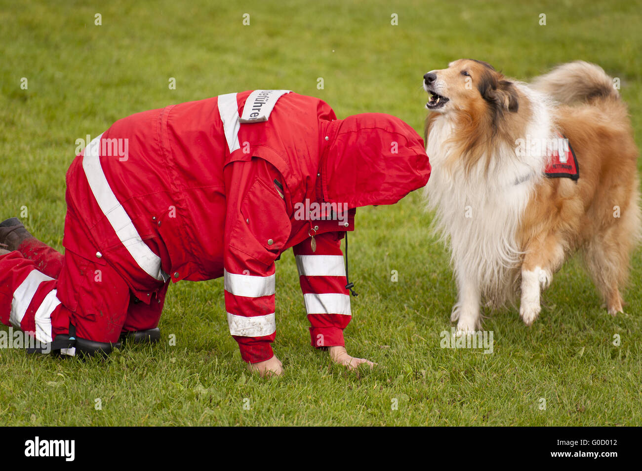 Training of a Rescue Dog Squadron Stock Photo Alamy