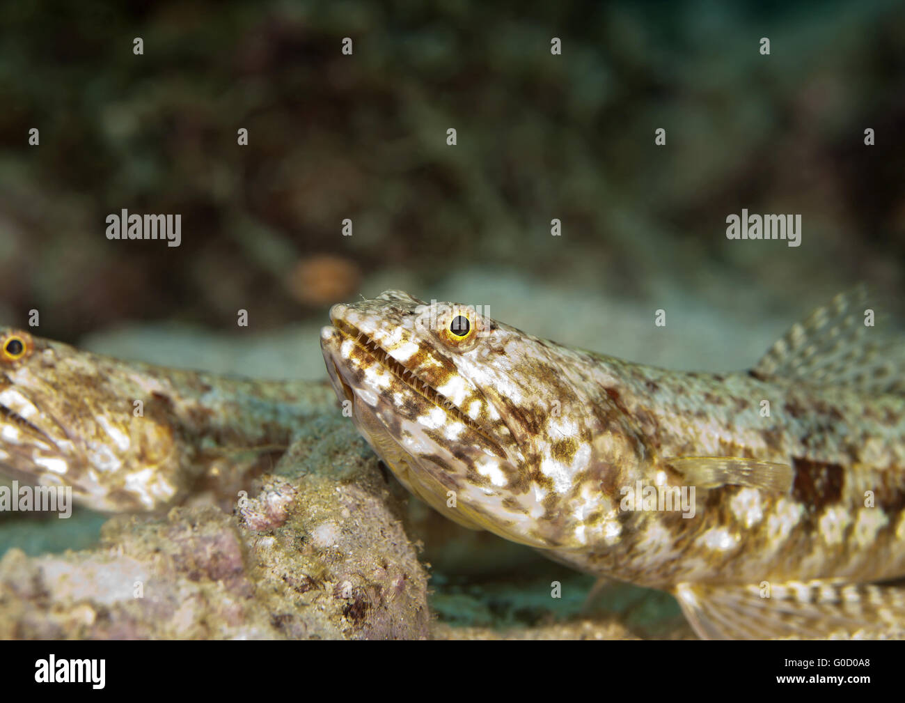 Fish with sharp teeth hi-res stock photography and images - Alamy