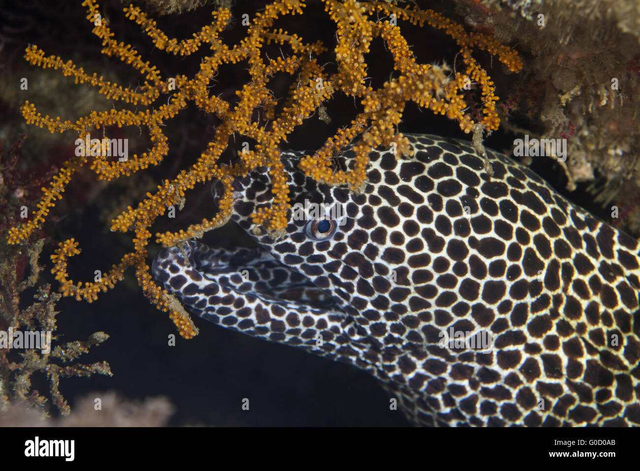 A Laced moray hiding behind a soft coral Stock Photo