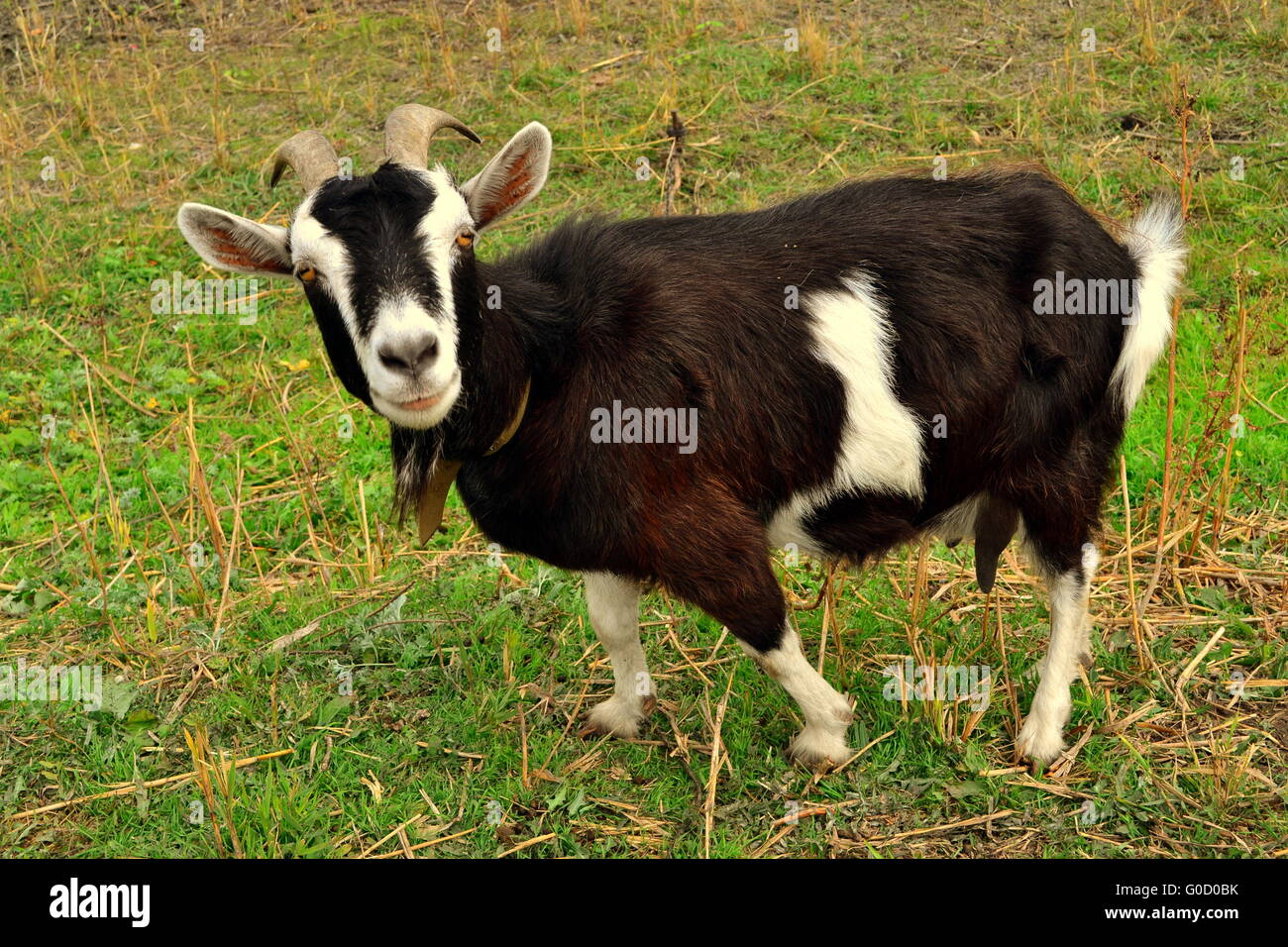 Goat posing on the grass, a goat funny facial expr Stock Photo