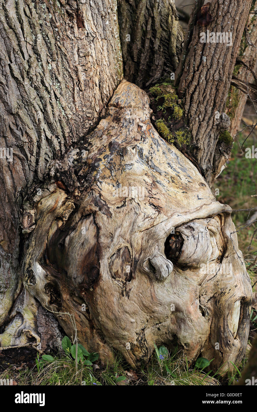 Tree simulating a mystical humanlike wooden face Stock Photo