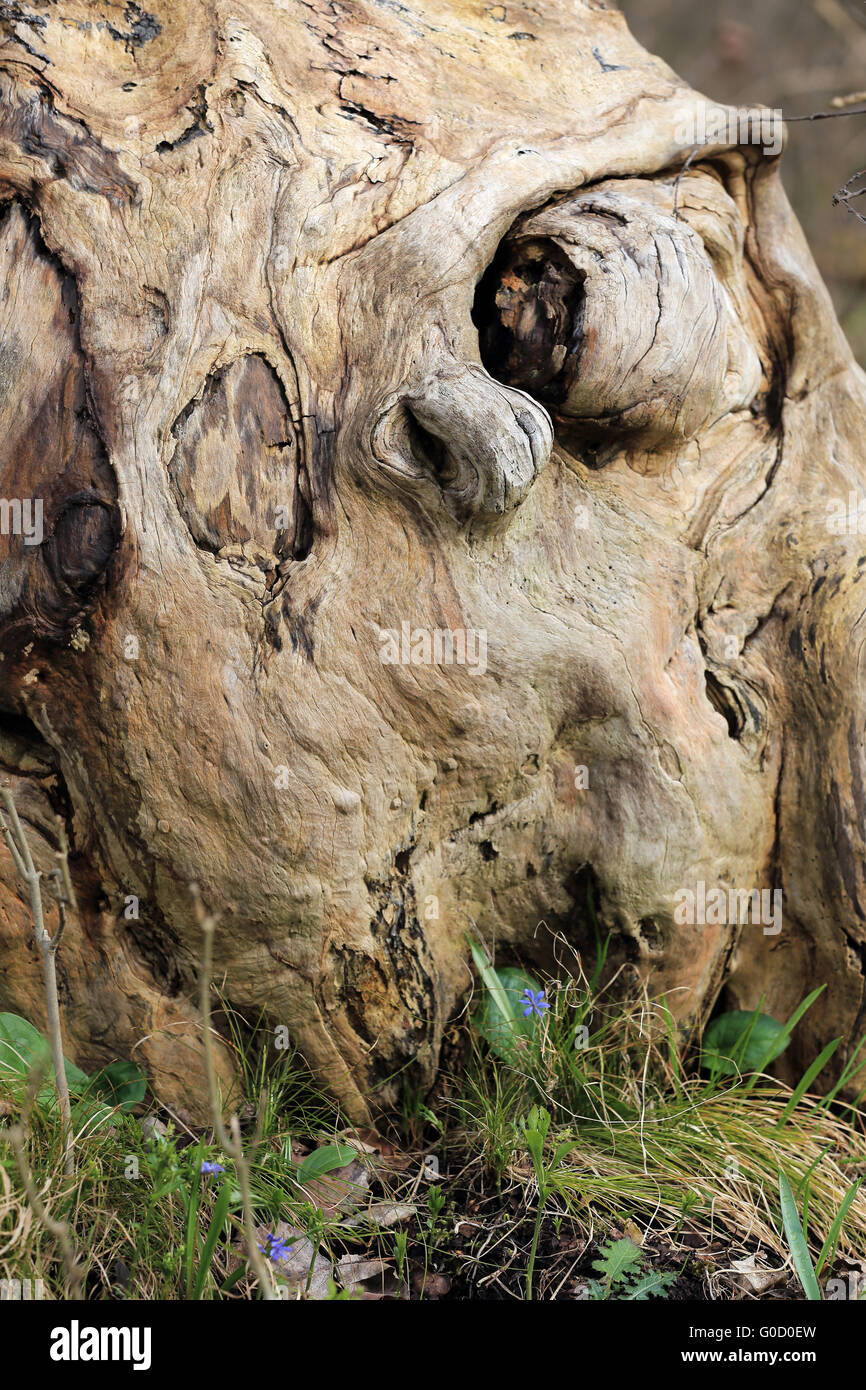 Tree simulating a mystical humanlike wooden face Stock Photo