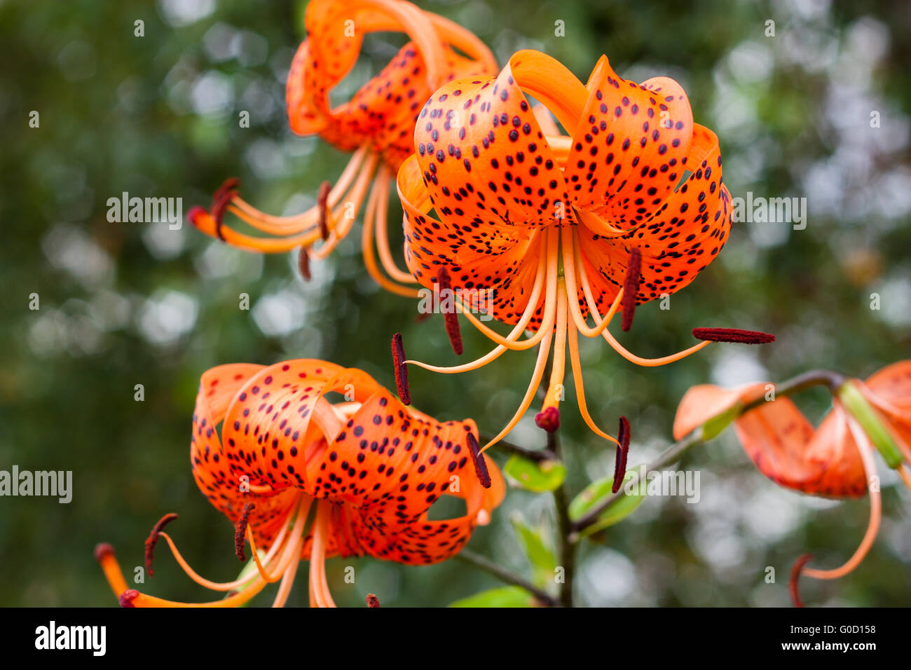 Tiger lily in the garden Stock Photo