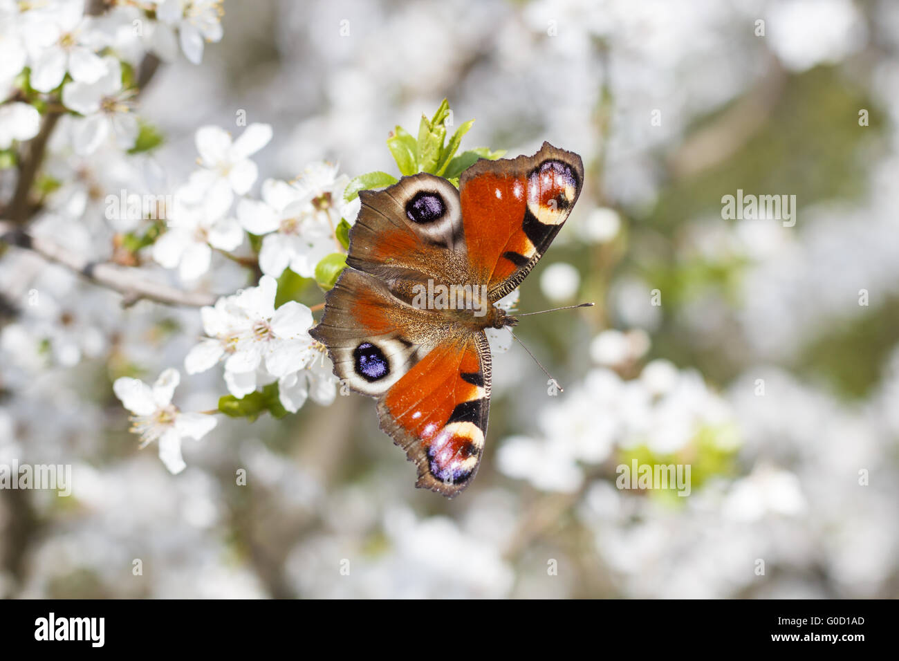 Closeup of a butterfly Stock Photo