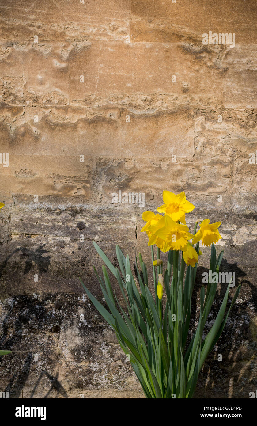 Yellow daffodil narcissus flowers blooming in the spring on stone wall background, copy space Stock Photo