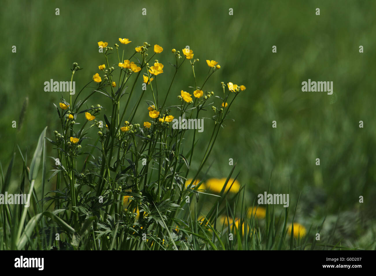 Meadow buttercup, Ranunculus acris Stock Photo