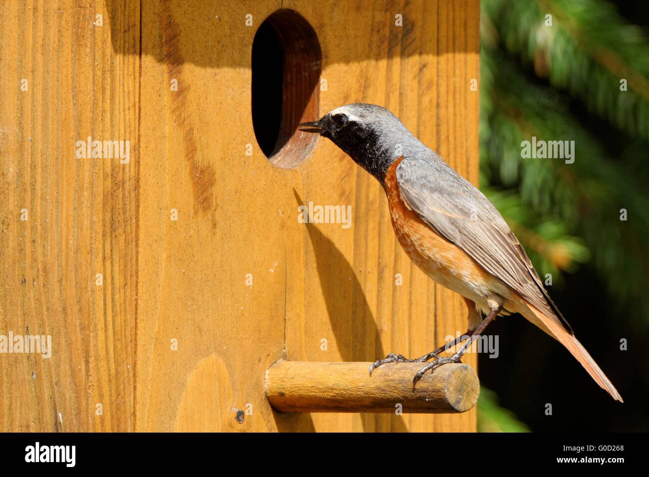 Common redstart at the nest Stock Photo