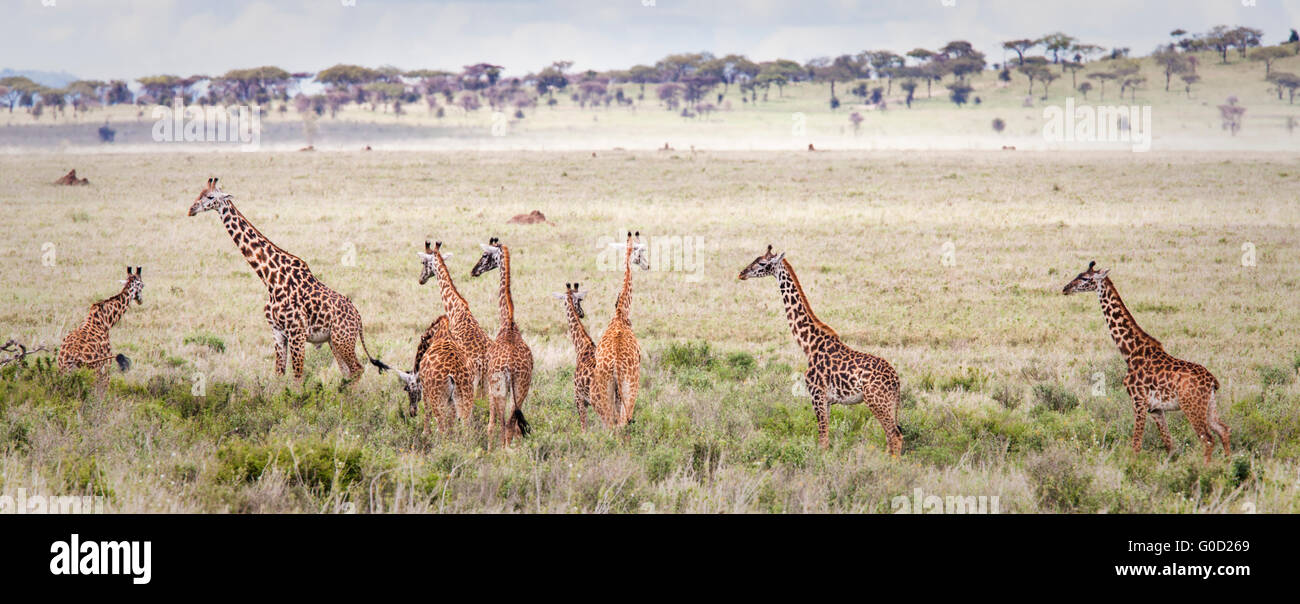 Serengeti giraffe hi-res stock photography and images - Alamy