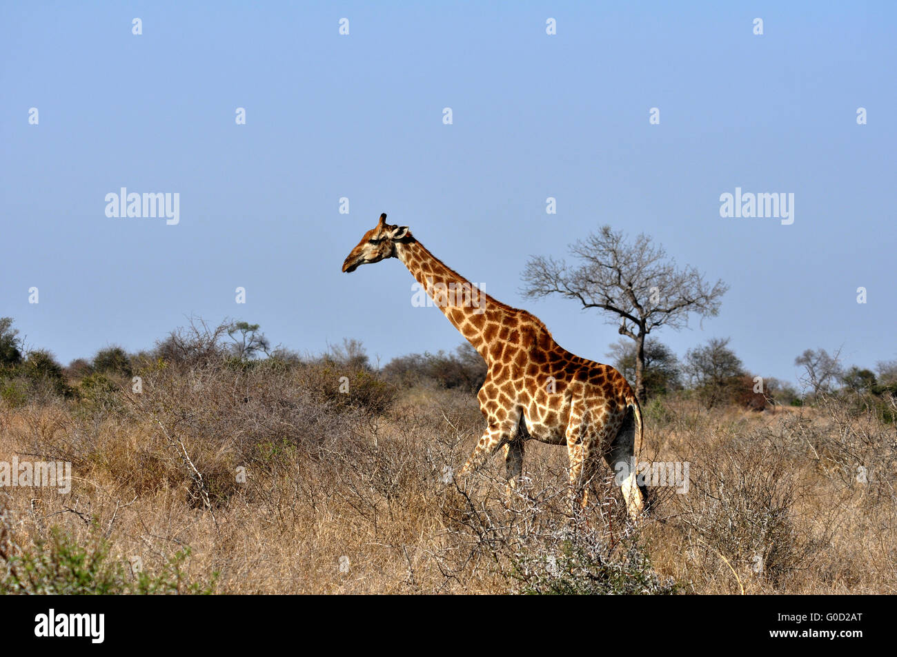 Female Giraffe in Africa with a calf. Stock Photo