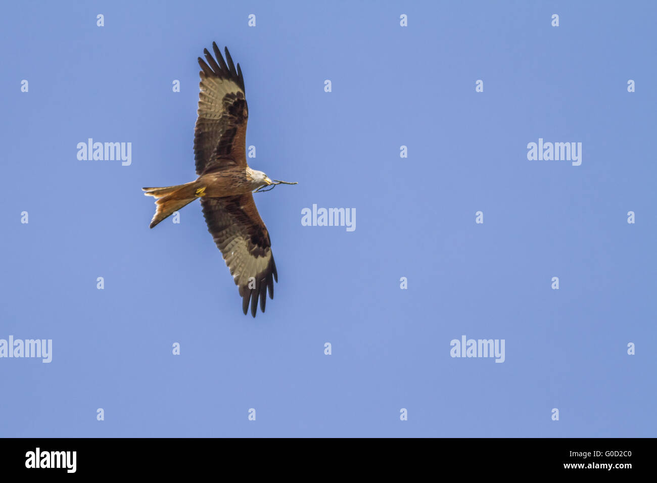 Red kite (milvus milvus) Stock Photo