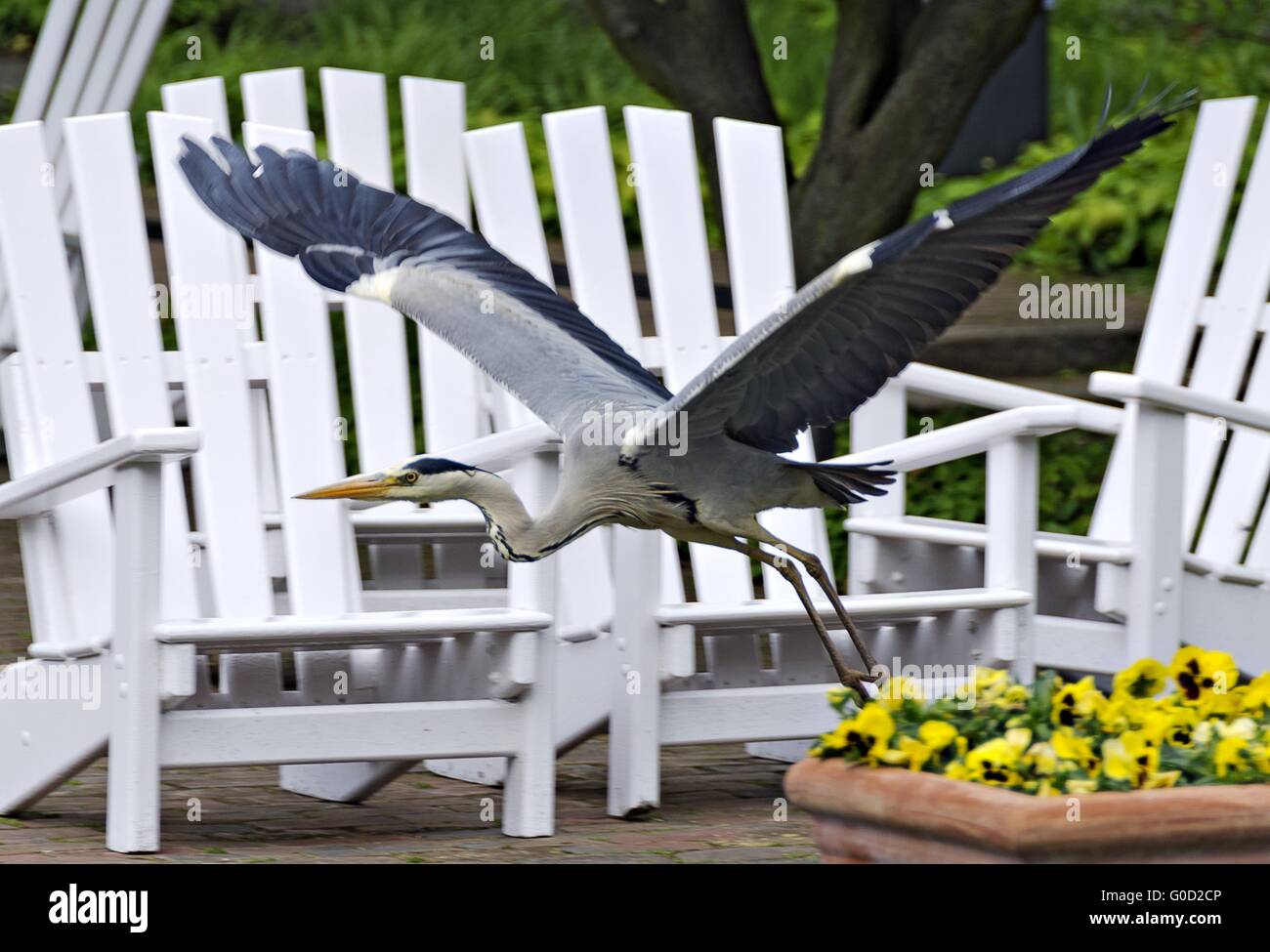 heron flying in front of white garden chairs Stock Photo